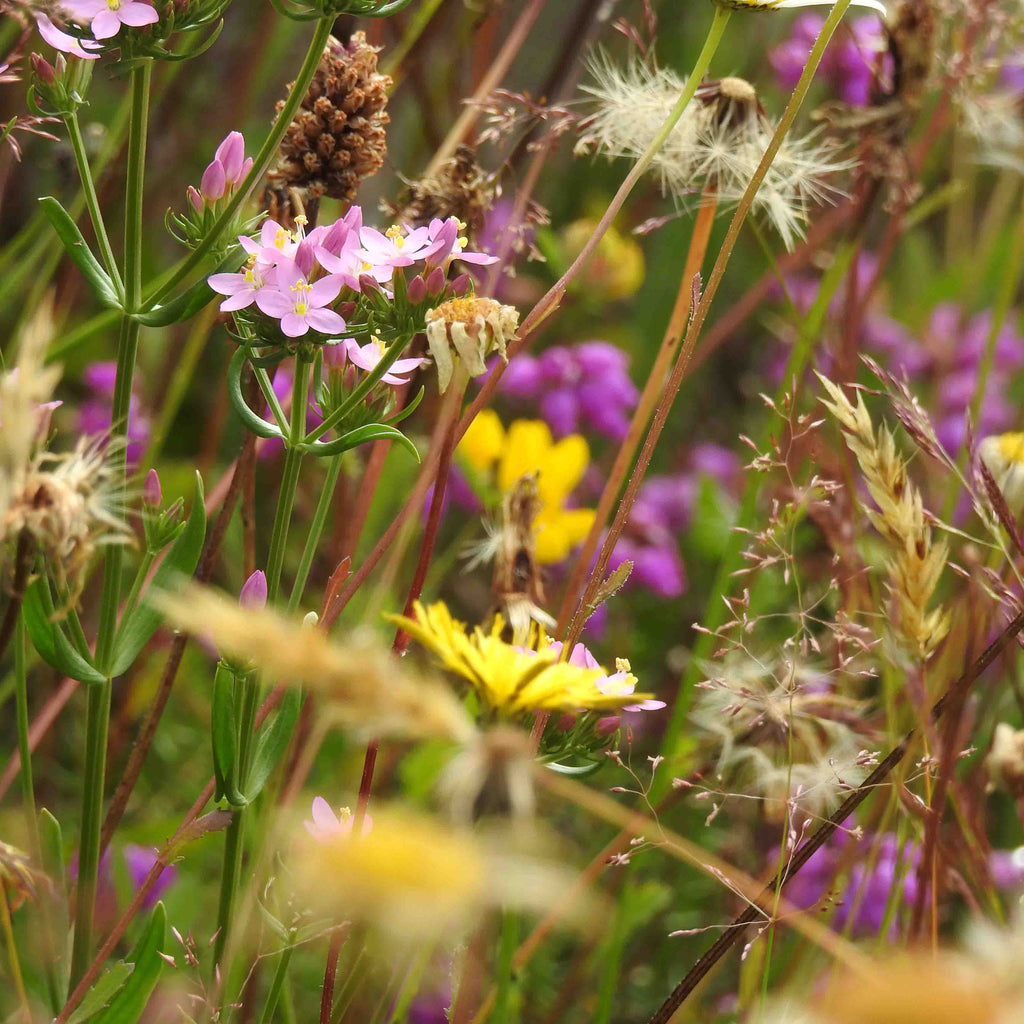 Wildflowers